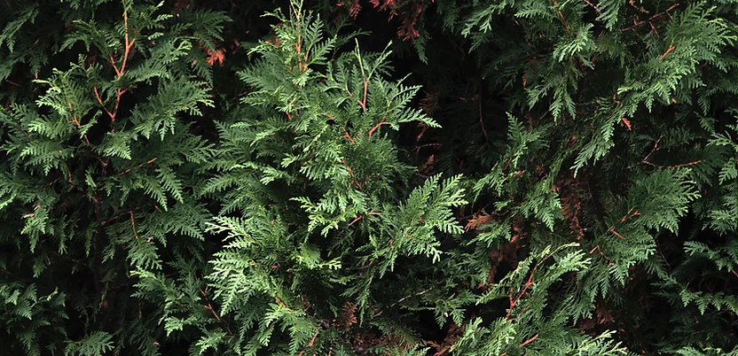 Trees