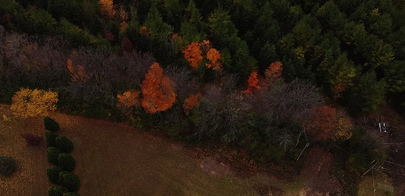 Fall